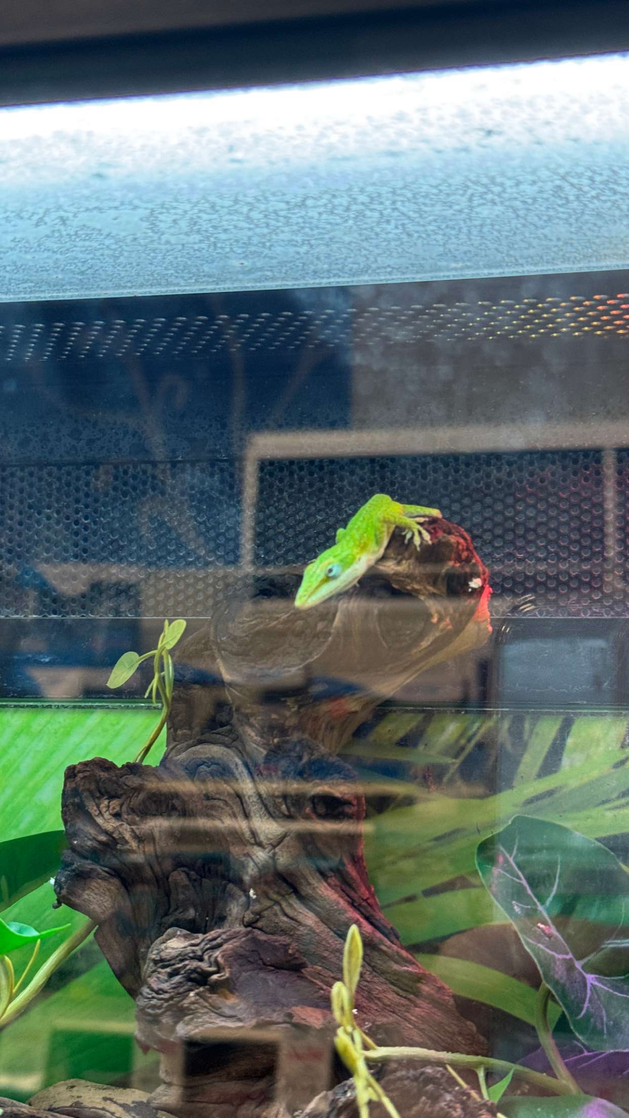 notnevaaadaa snapchat image archive image