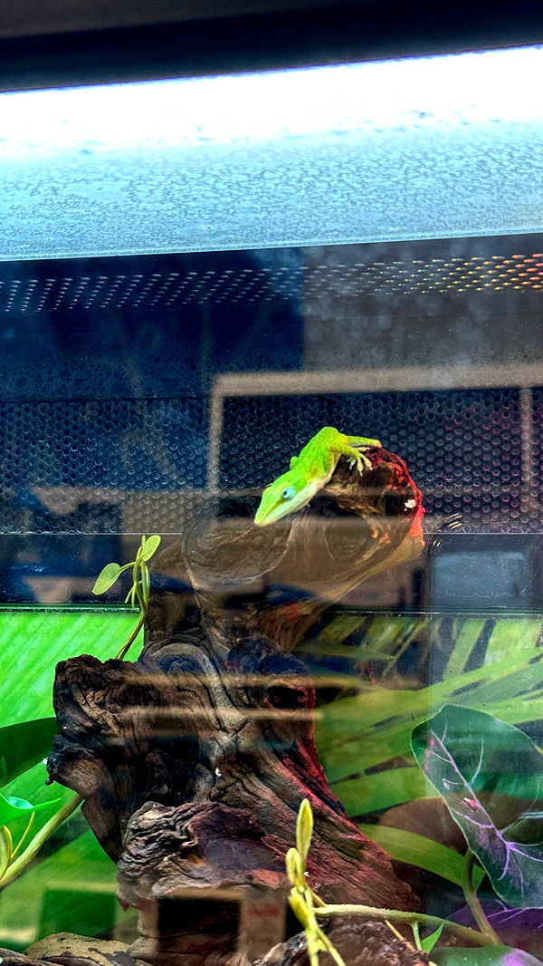 notnevaaadaa image ~ Altpins