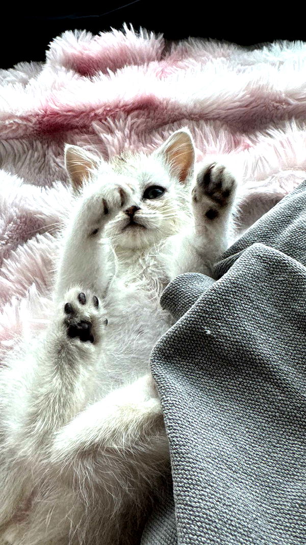 notnevaaadaa image ~ Altpins