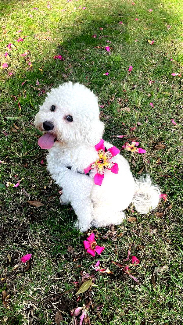 notnevaaadaaaa image ~ Altpins