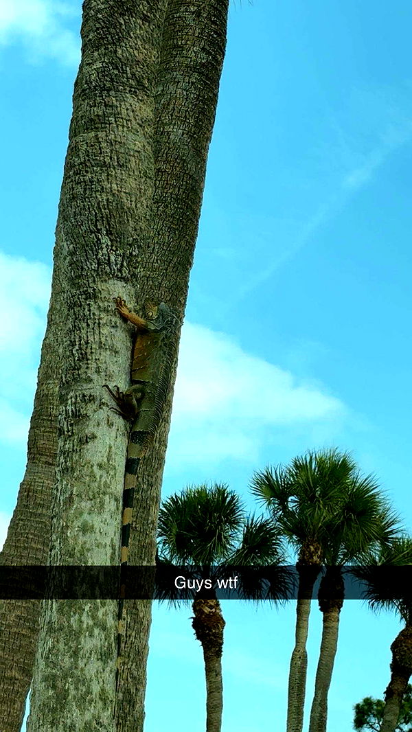 onlygracexrayne image ~ Altpins