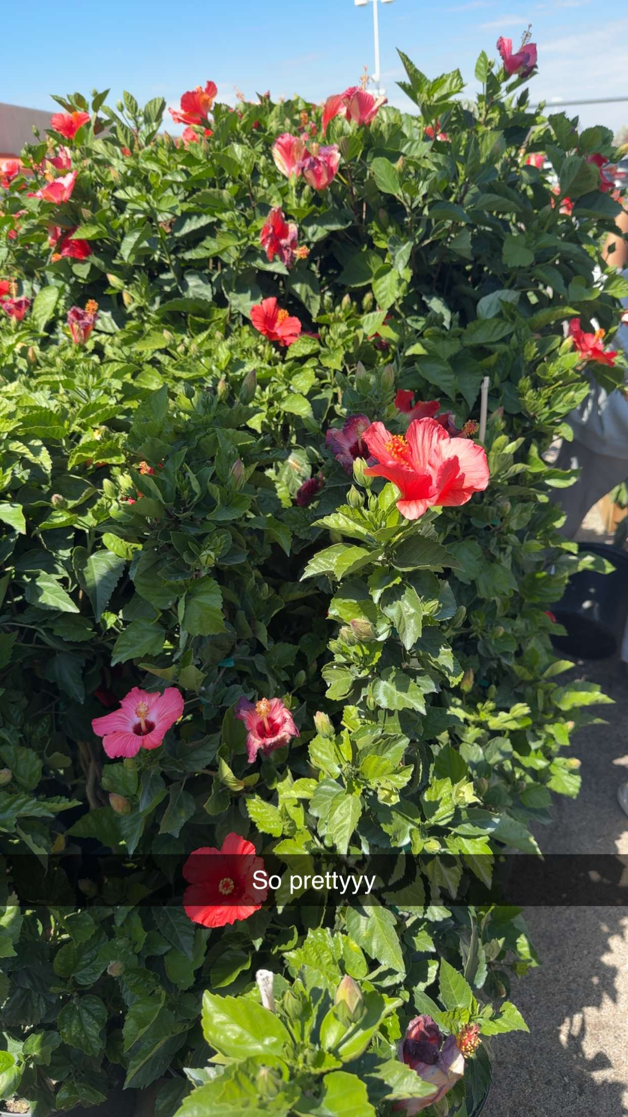 onlygracexrayne snapchat image archive image