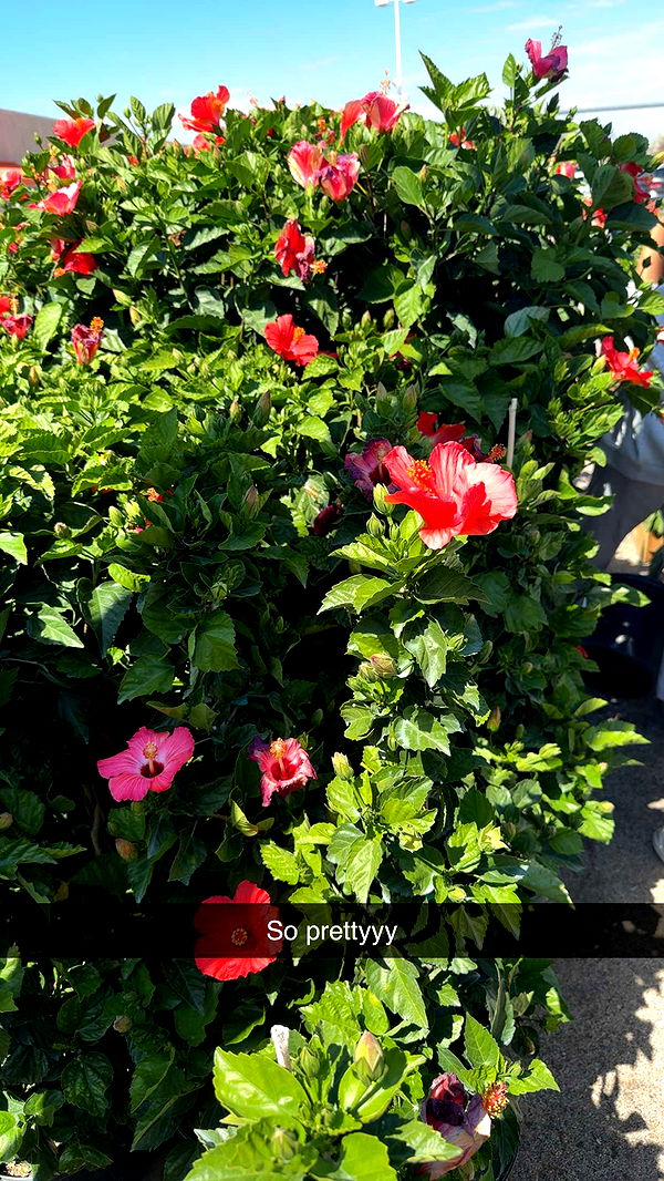 onlygracexrayne image ~ Altpins