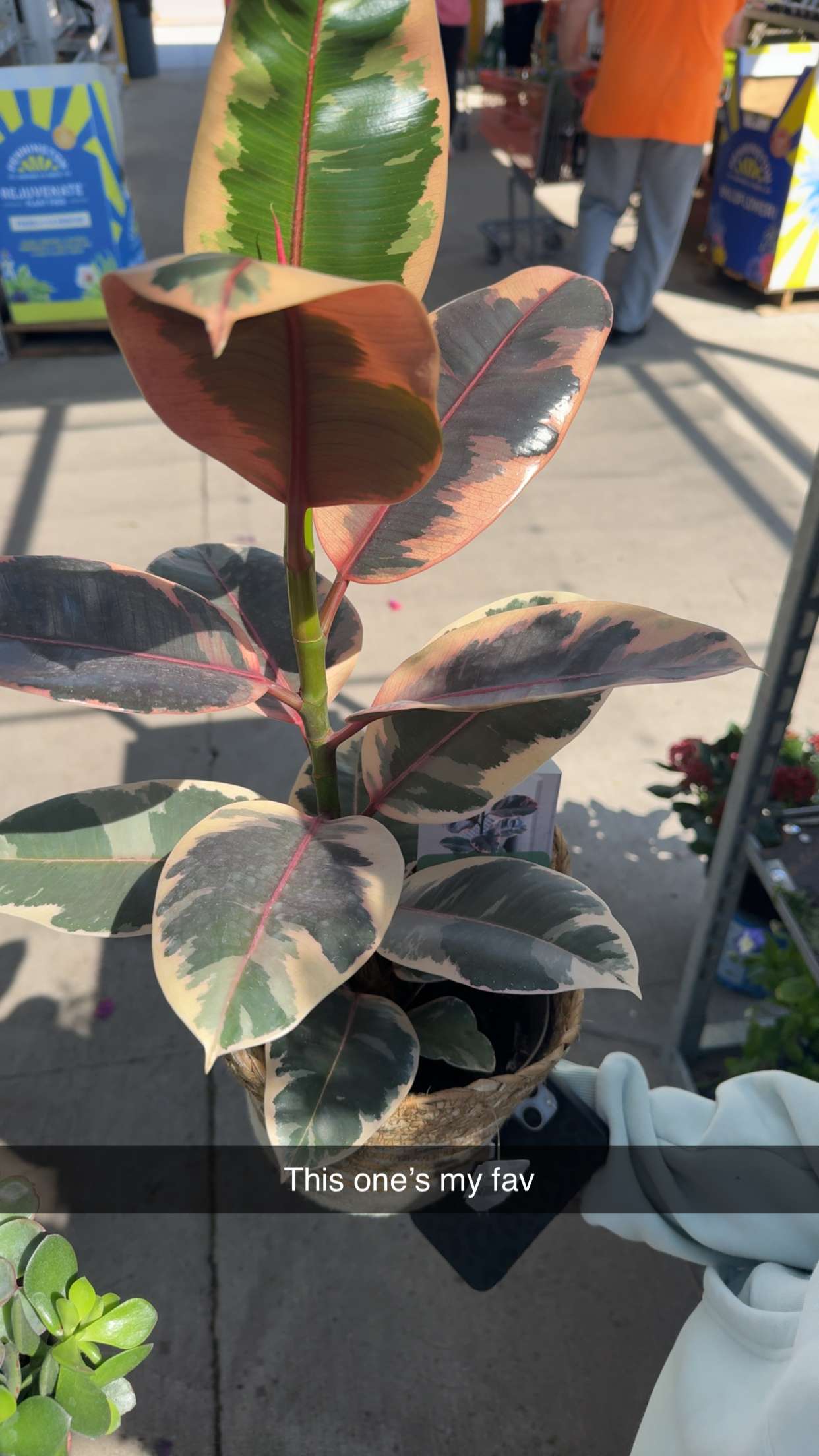 onlygracexrayne snapchat image archive image