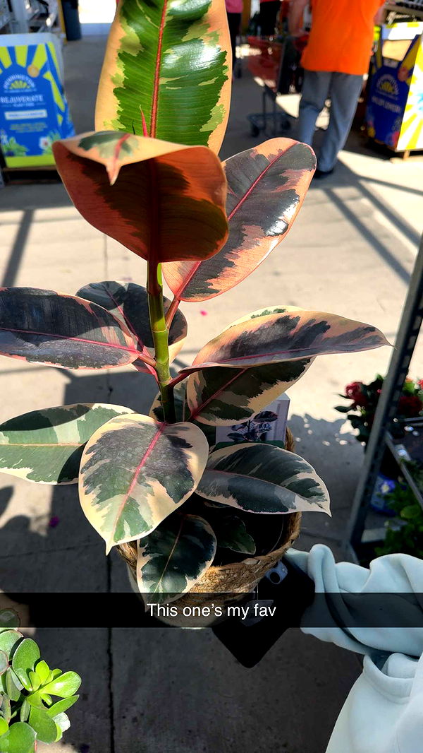 onlygracexrayne image ~ Altpins