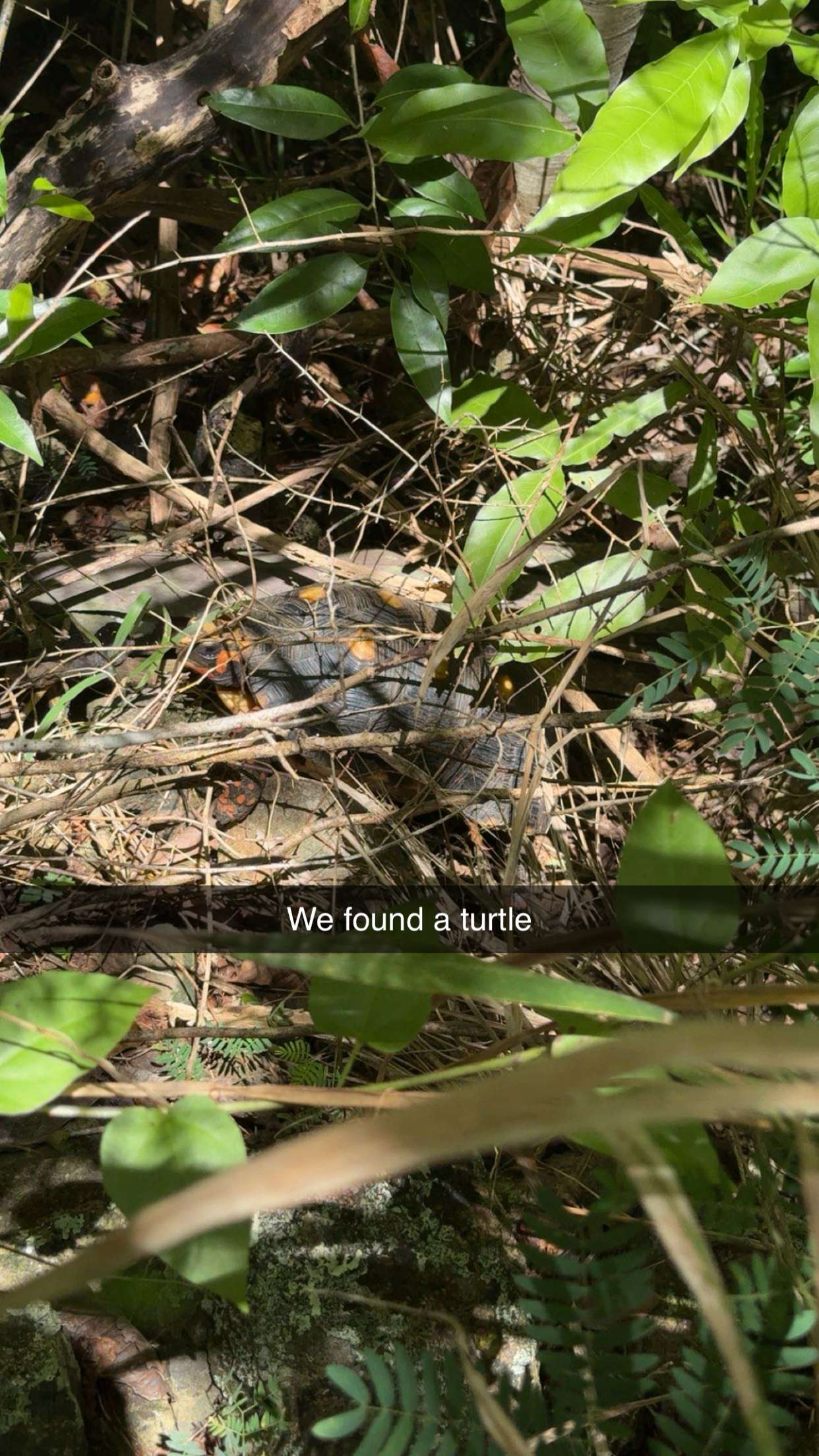 onlygracexrayne snapchat image archive image