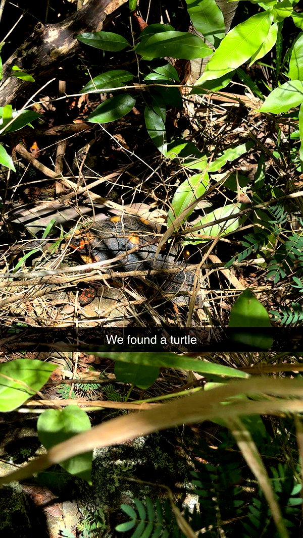 onlygracexrayne image ~ Altpins