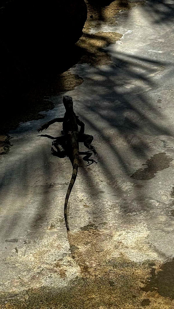 onlygracexrayne image ~ Altpins