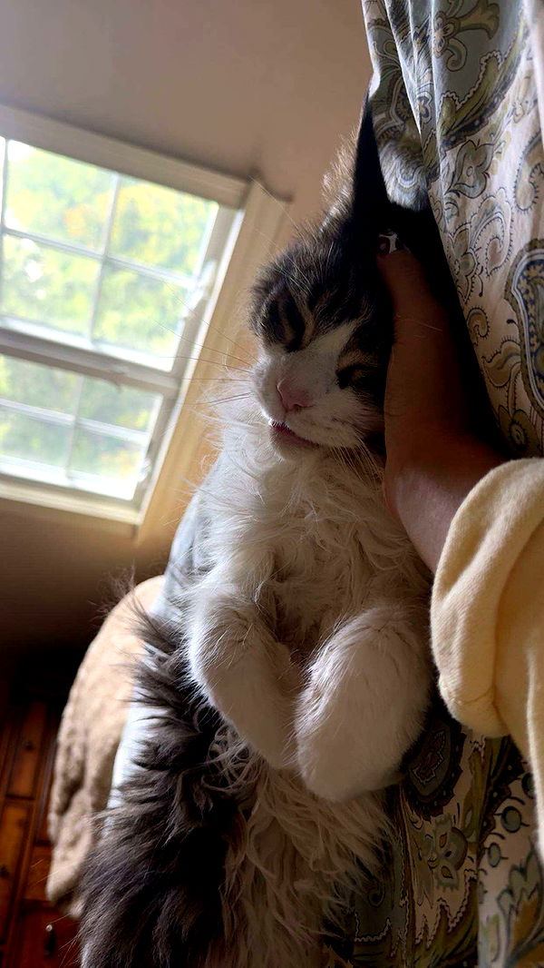 onlygracexrayne image ~ Altpins