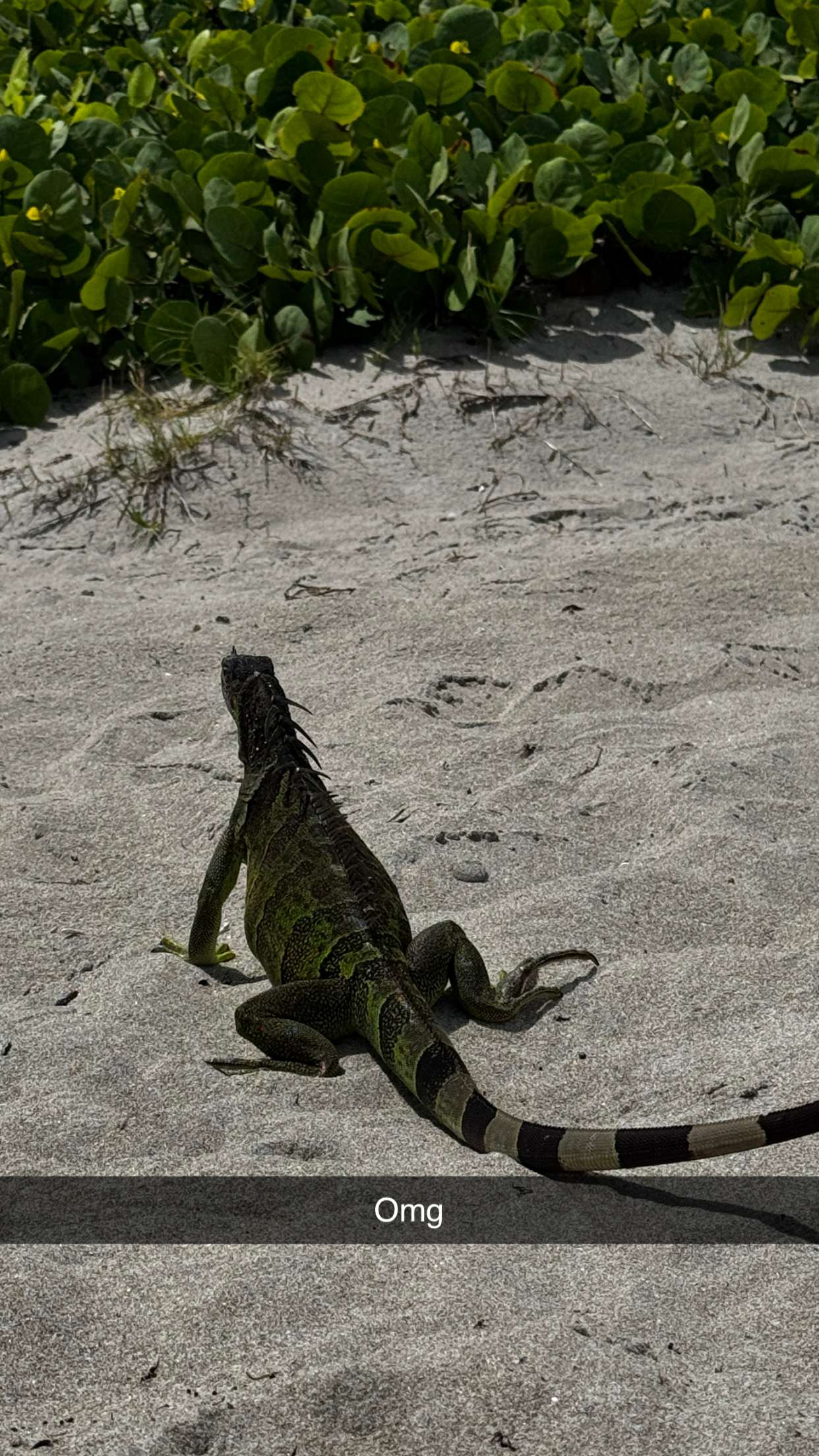 onlygracexrayne snapchat image archive image