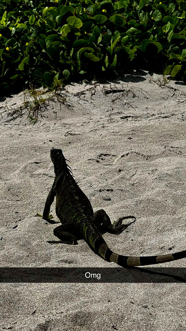 onlygracexrayne image ~ Altpins