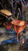 perfexiia Altpins Profile Picture