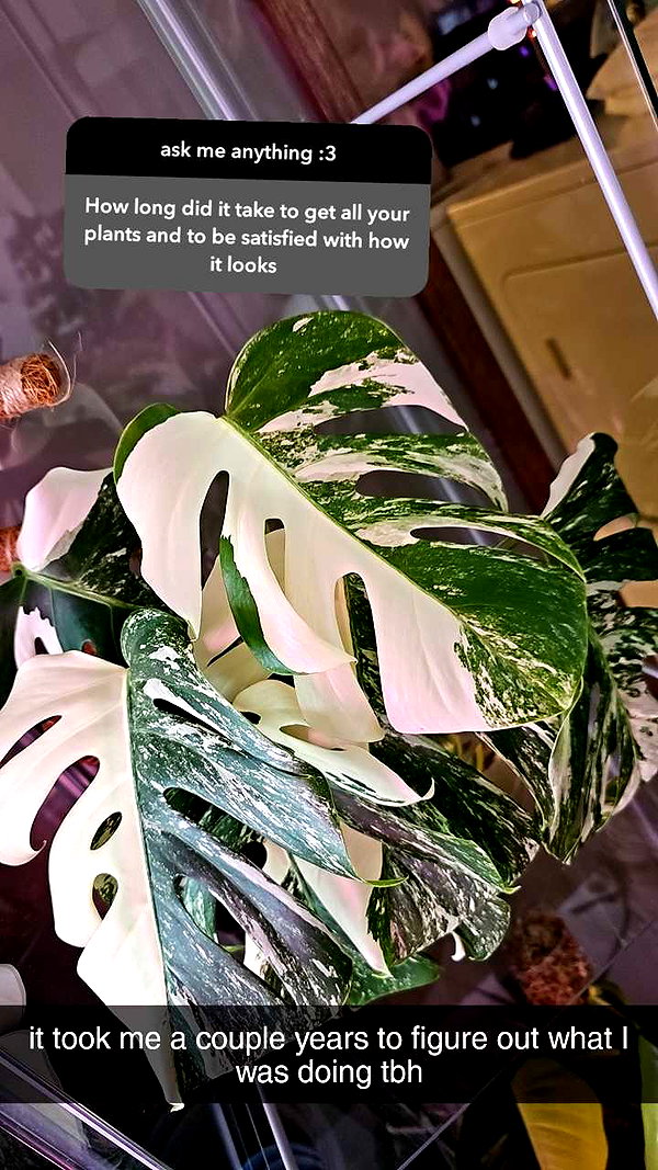 perfexiia snapchat image archive image