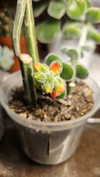 perfexiia Altpins Profile Picture