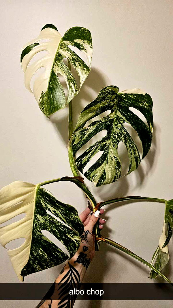 perfexiia snapchat image archive image