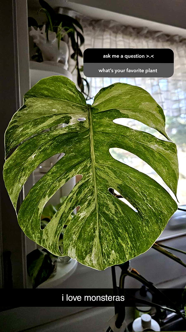 perfexiia snapchat image archive image