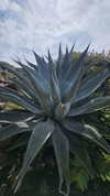 perfexiia Altpins Profile Picture