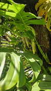perfexiia Altpins Profile Picture