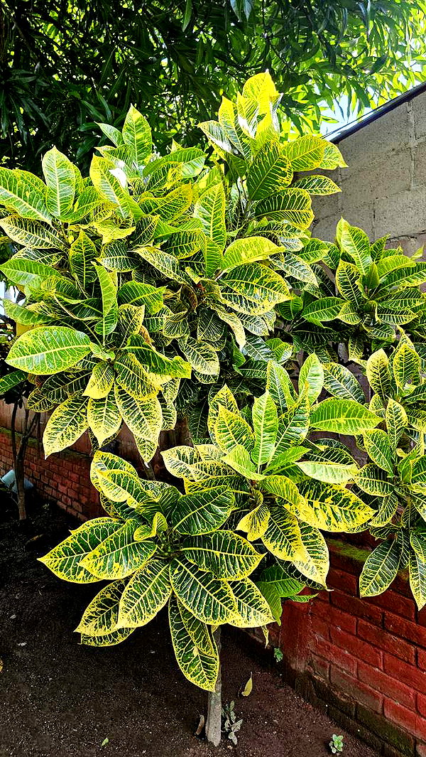 perfexiia snapchat image archive image