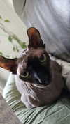 perfexiia Altpins Profile Picture