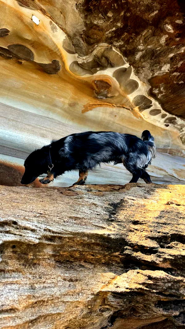 ppwyang0 image ~ Altpins