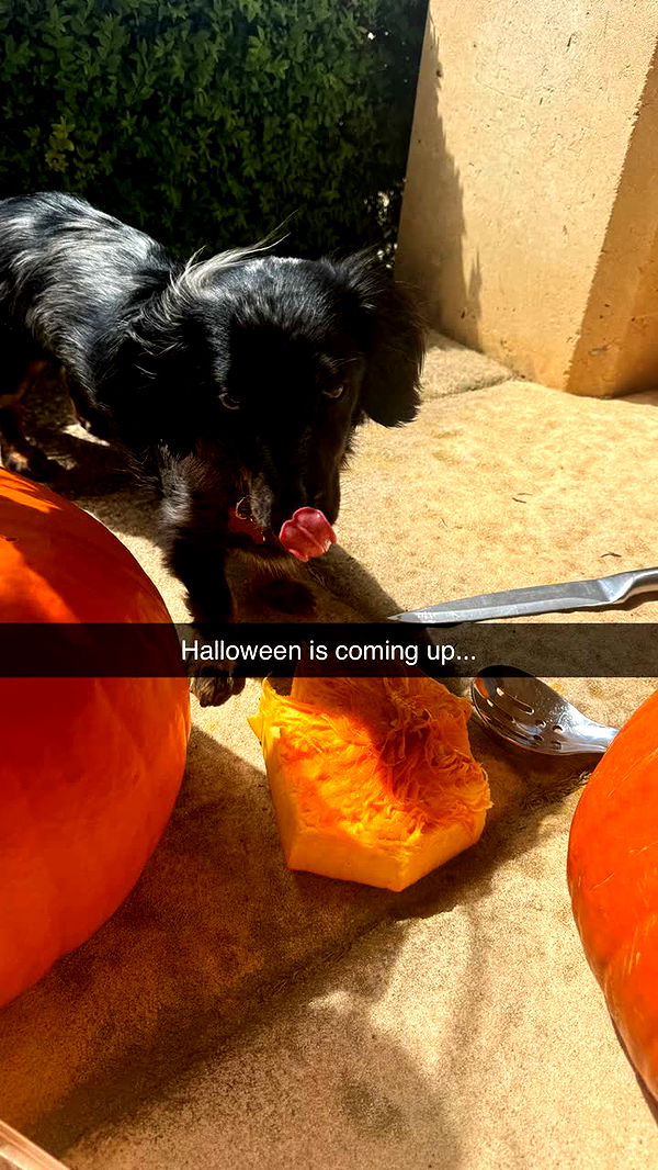 ppwyang0 image ~ Altpins