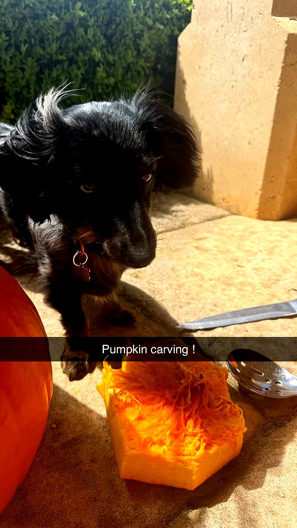 ppwyang0 image ~ Altpins