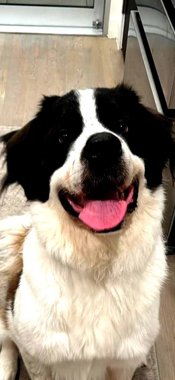 ppwyang0 image ~ Altpins