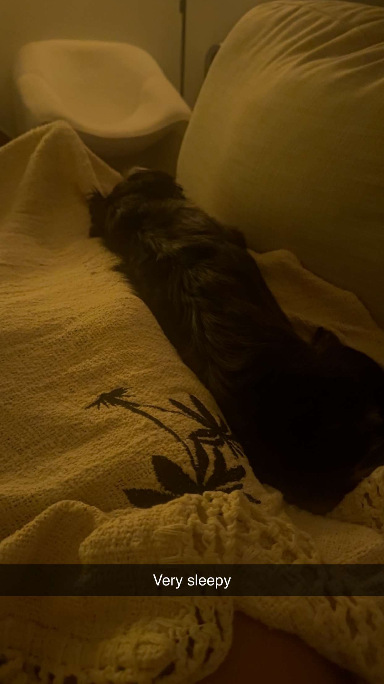 ppwyang0 snapchat image archive image