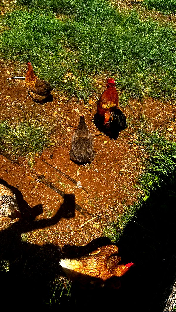 ppwyang0 image ~ Altpins