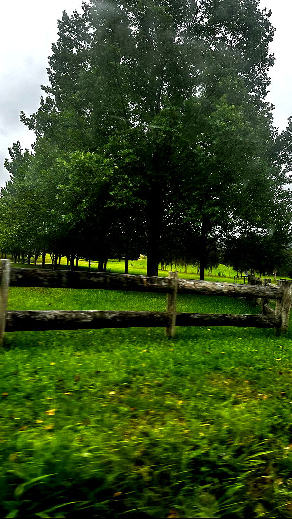 ppwyang0 image ~ Altpins