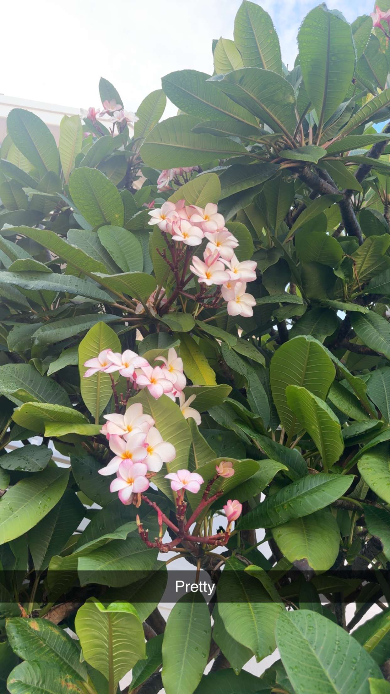 ppwyang0 snapchat image archive image