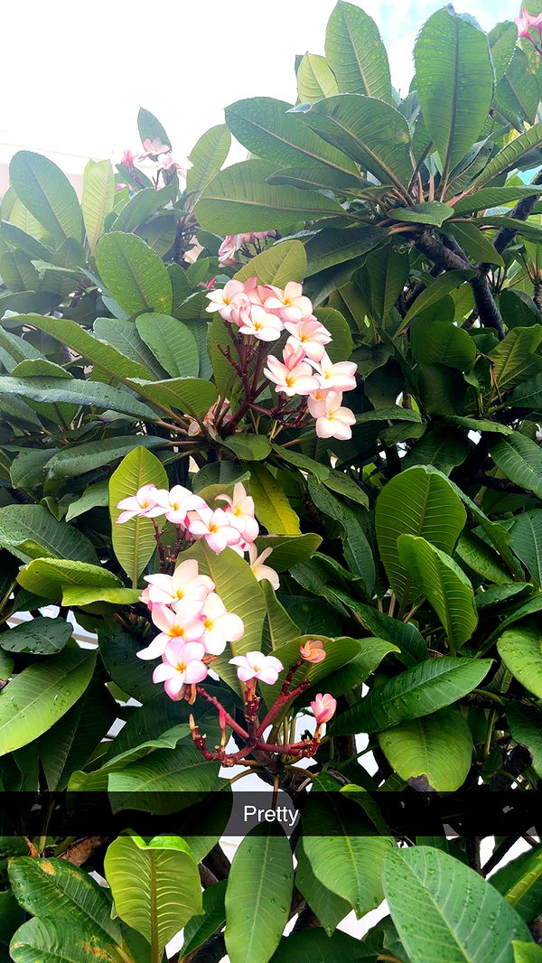 ppwyang0 image ~ Altpins