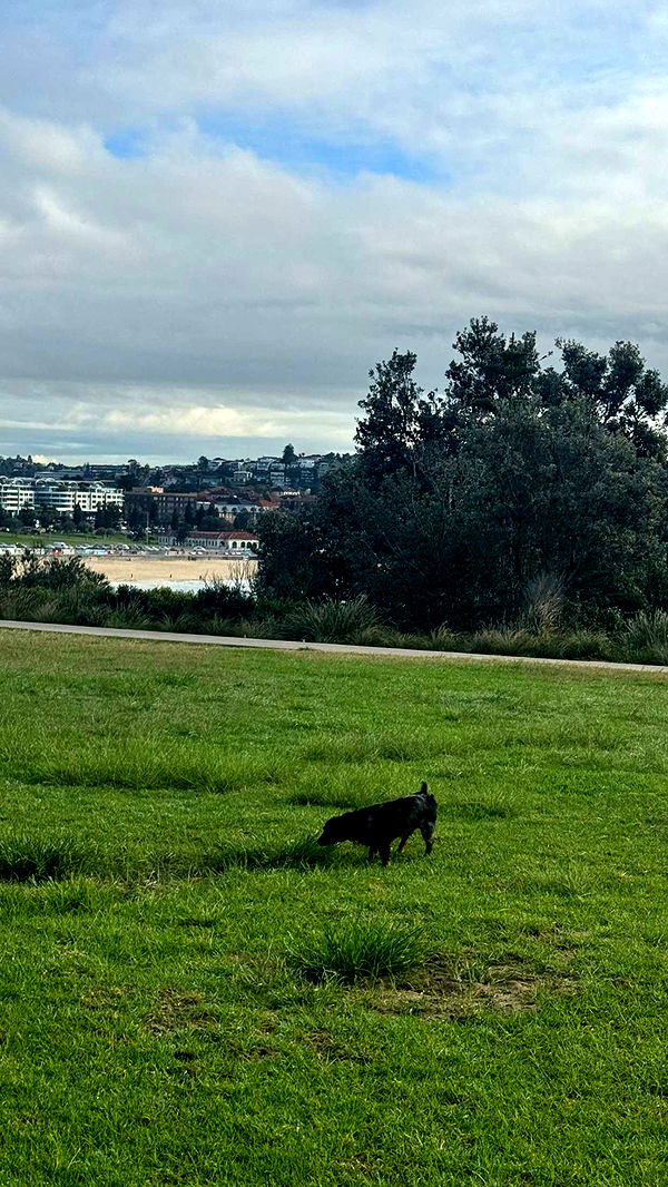 ppwyang0 image ~ Altpins