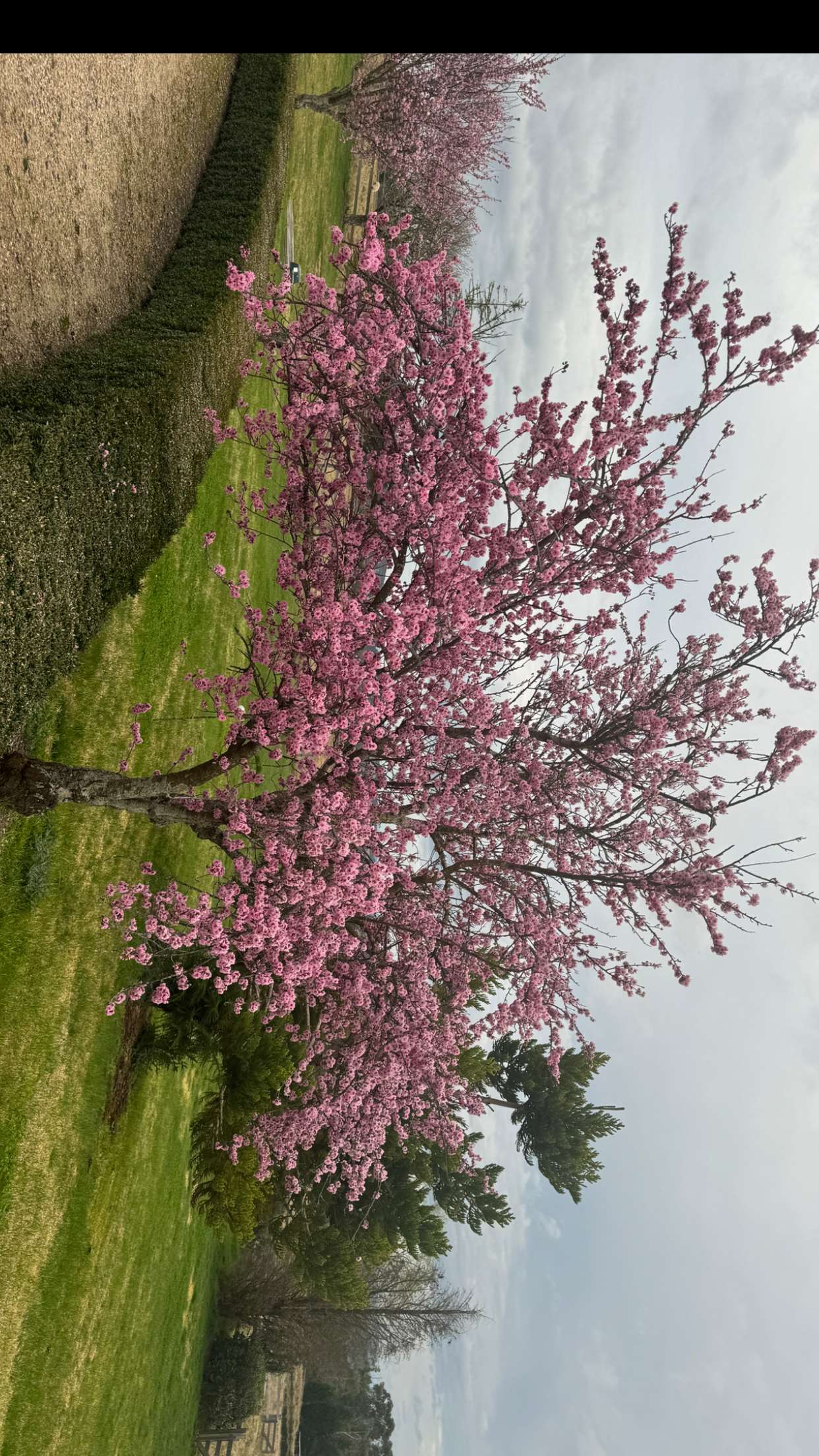 ppwyang0 snapchat image archive image