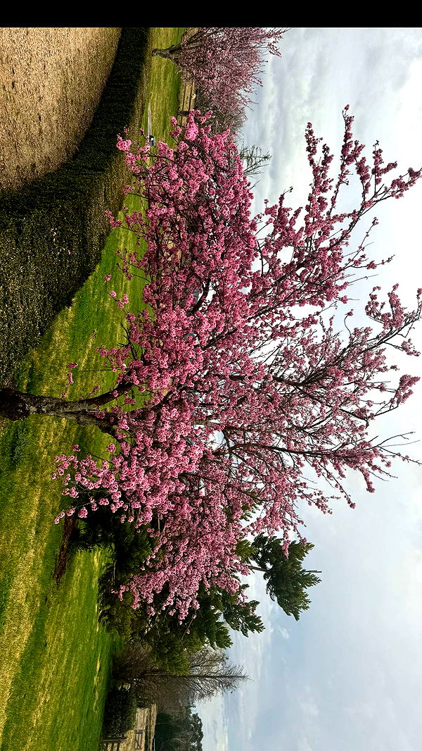 ppwyang0 image ~ Altpins