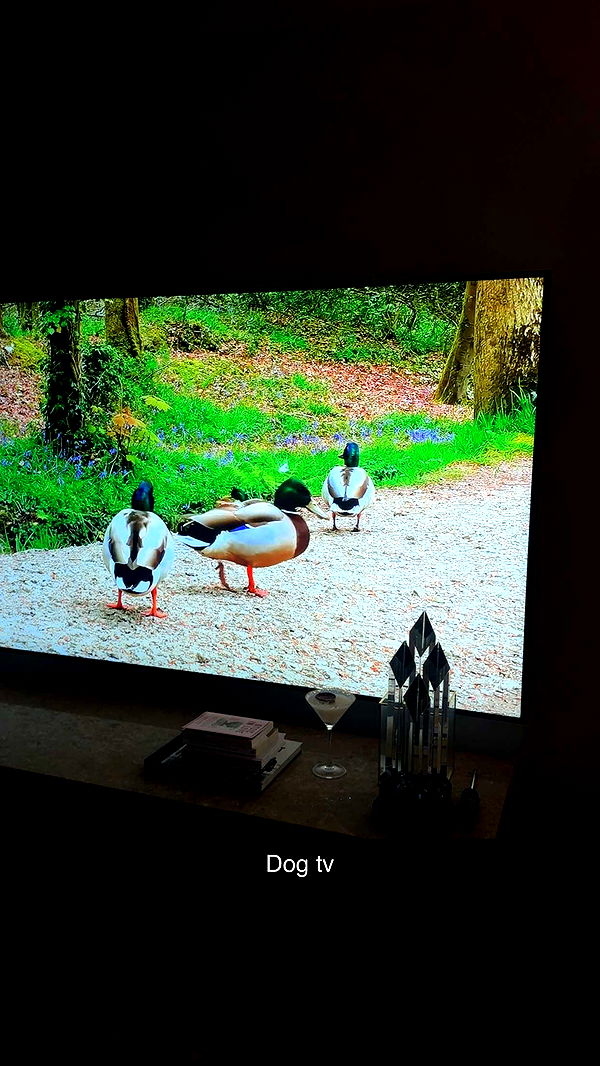 ppwyang0 image ~ Altpins