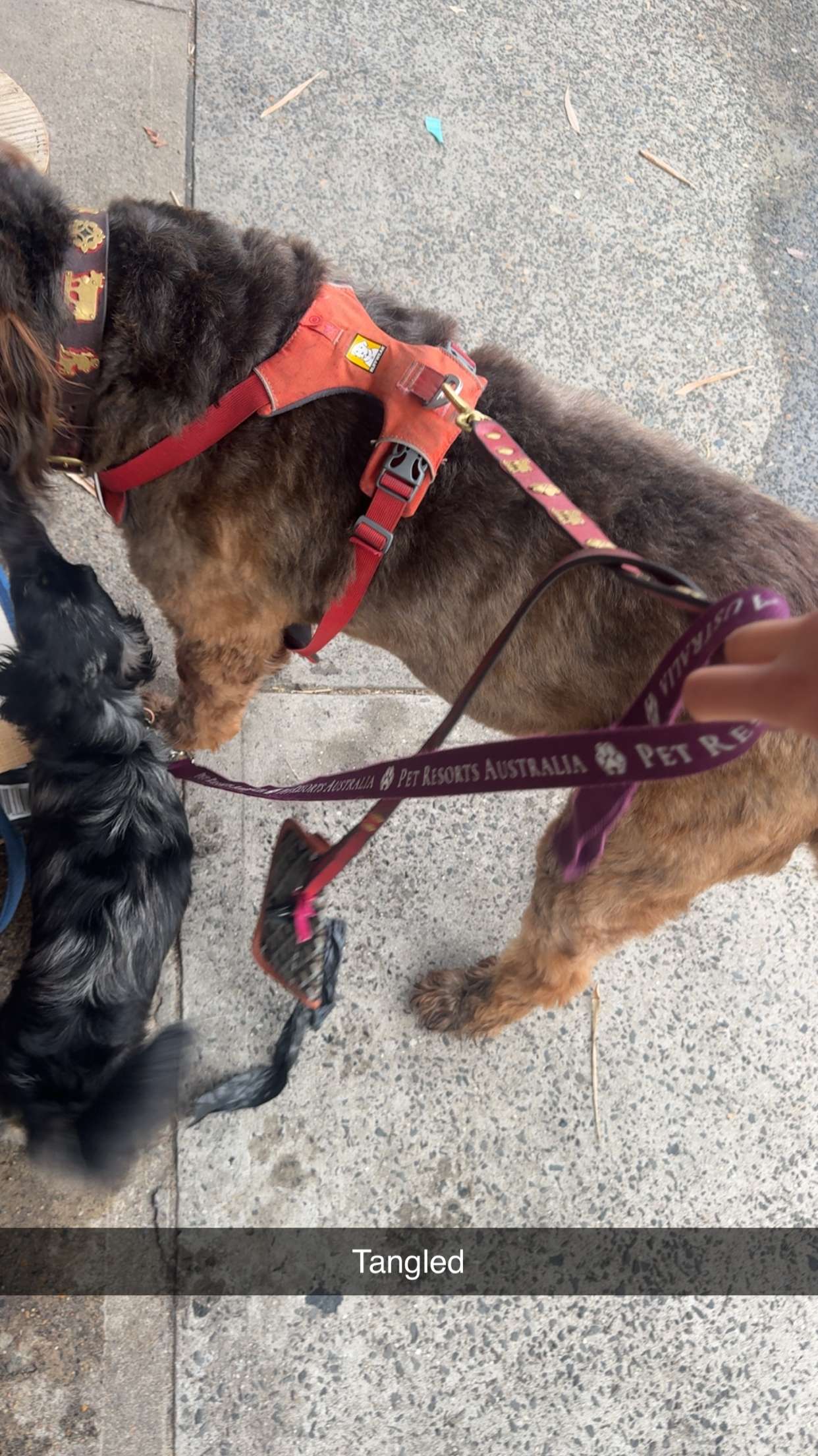 ppwyang0 snapchat image archive image