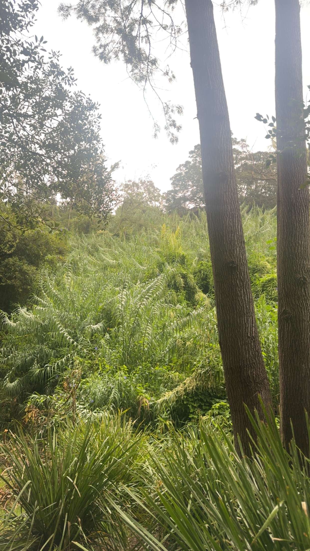 ppwyang0 snapchat image archive image