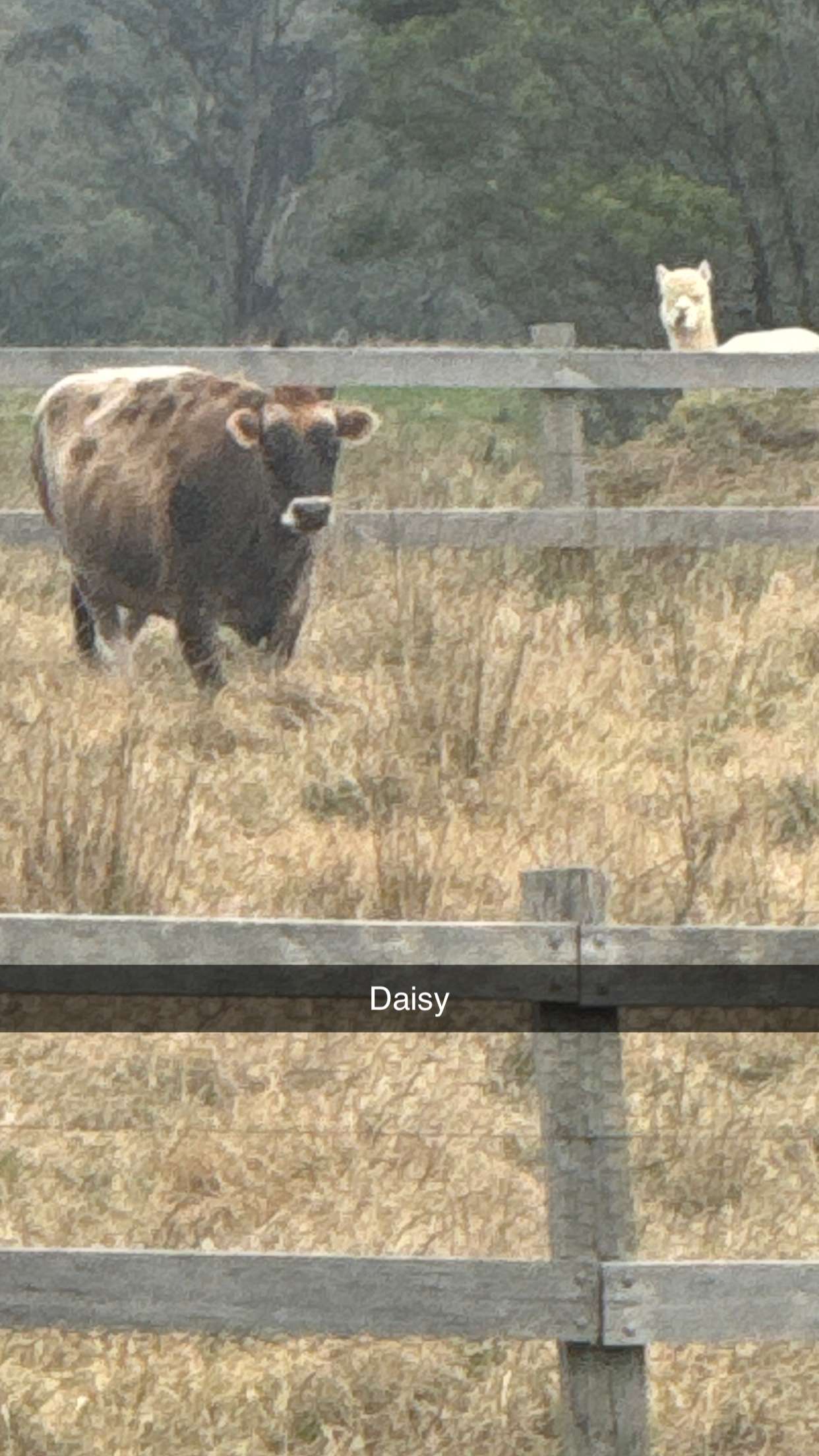 ppwyang0 snapchat image archive image