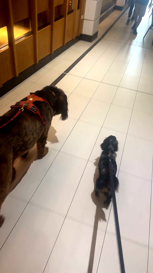 ppwyang0 image ~ Altpins