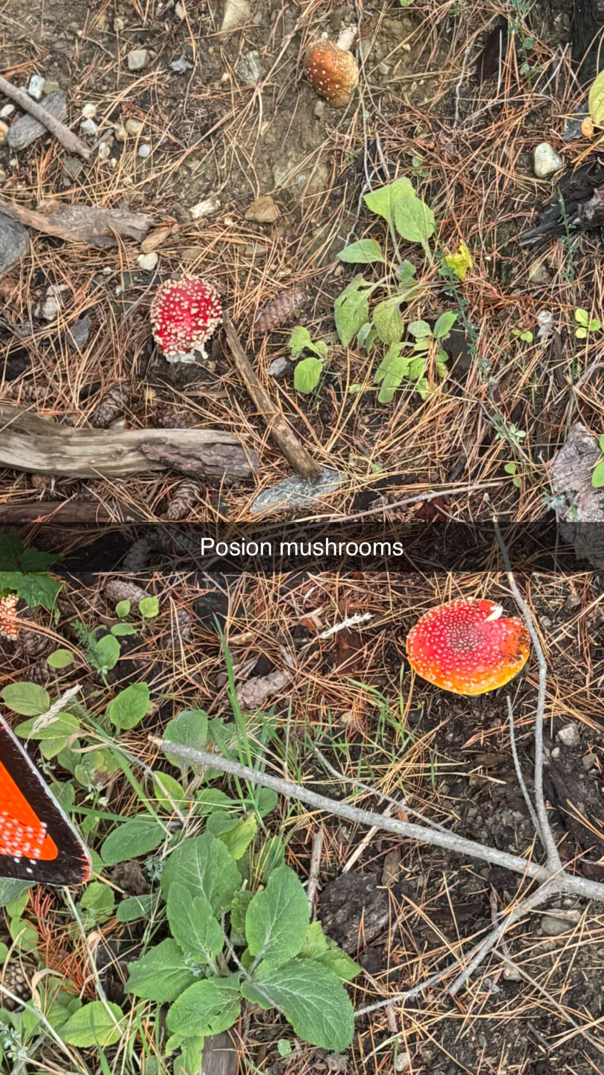 ppwyang0 snapchat image archive image