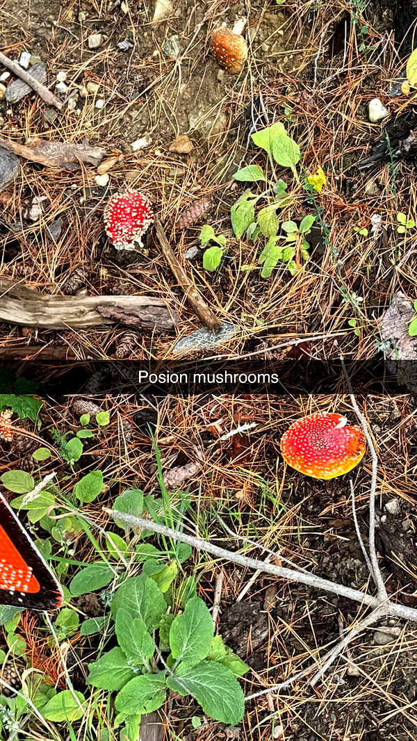 ppwyang0 image ~ Altpins