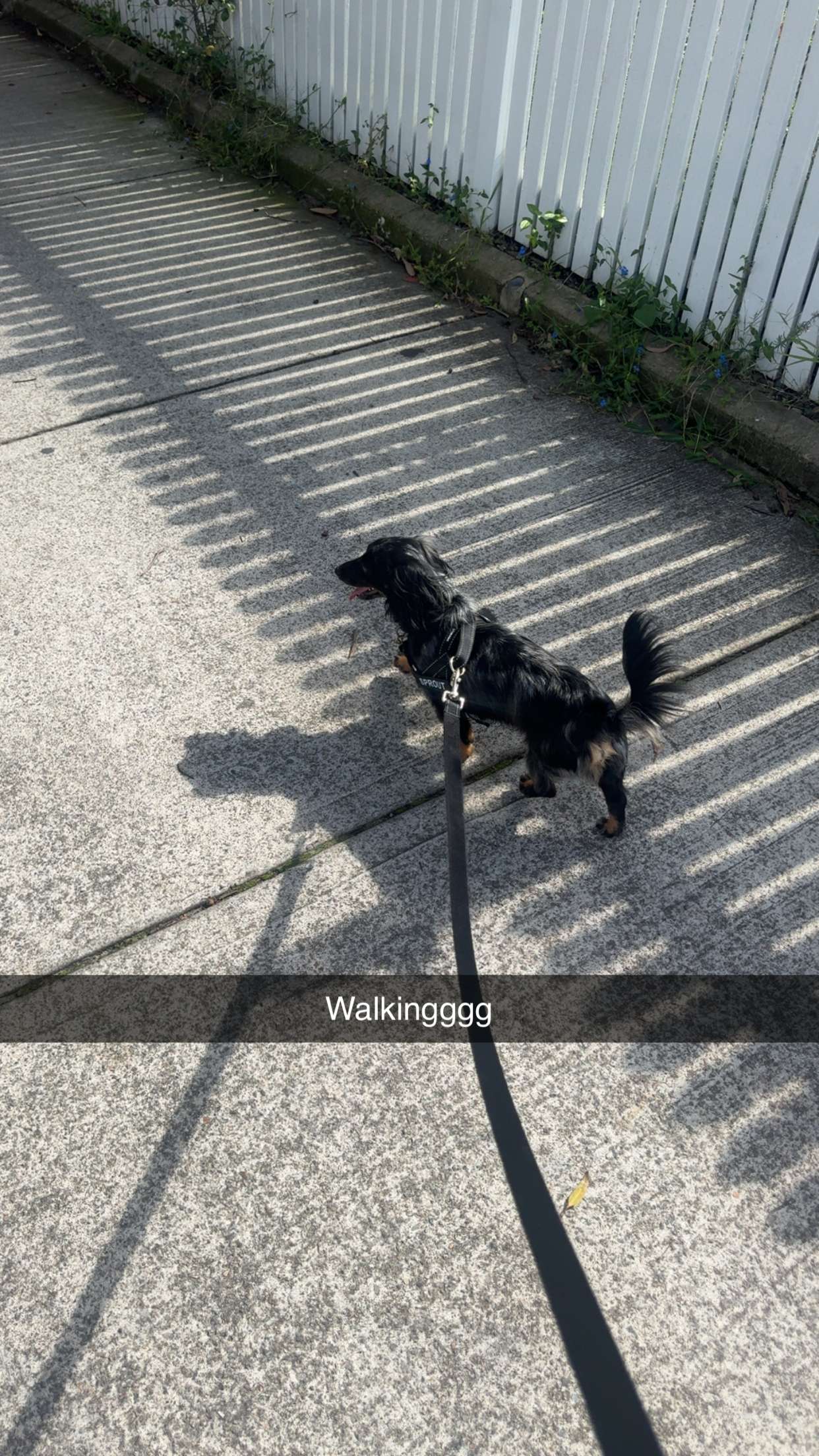 ppwyang0 snapchat image archive image