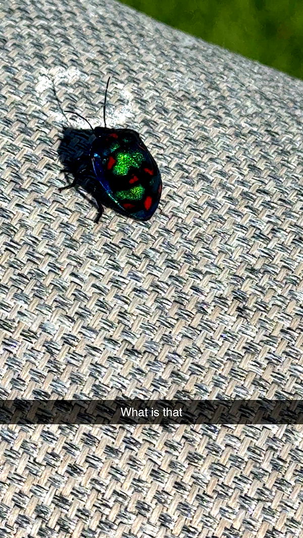 ppwyang0 image ~ Altpins