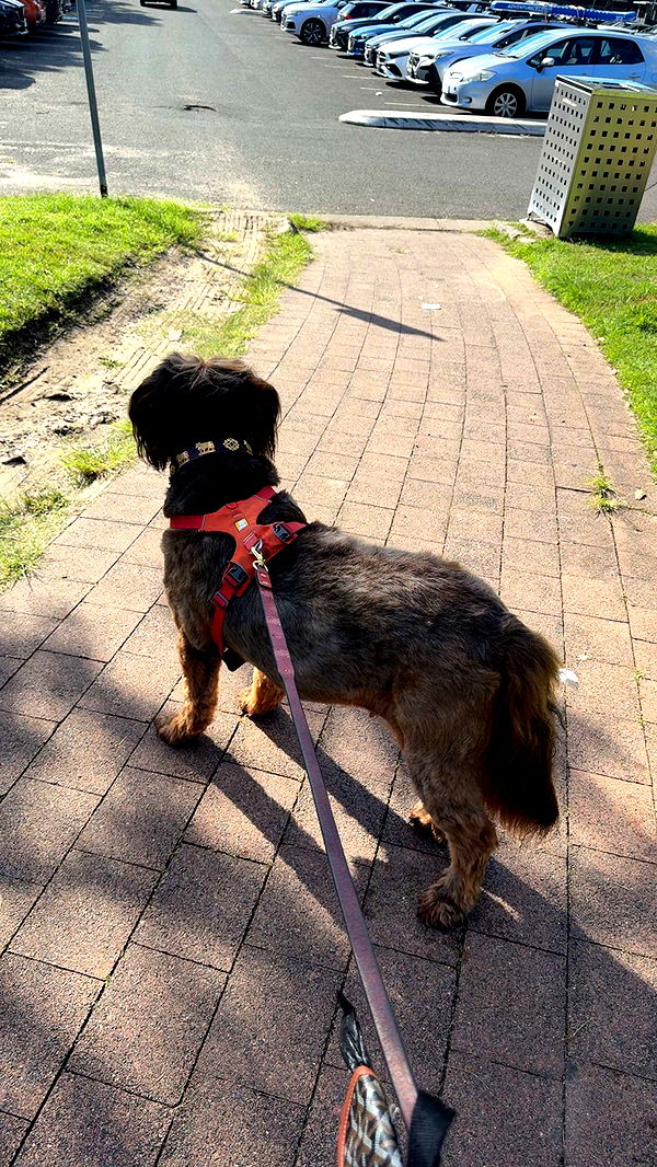 ppwyang0 image ~ Altpins