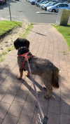 ppwyang0 Altpins Profile Picture