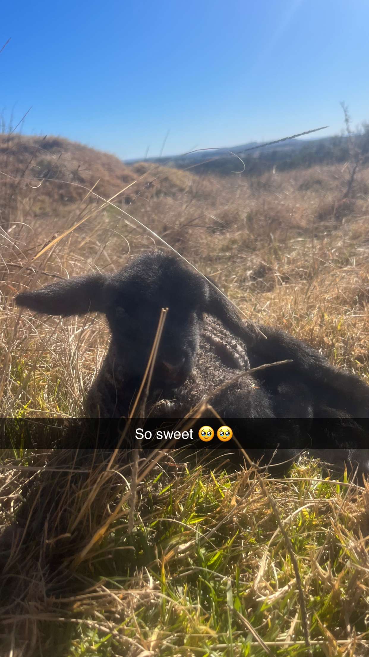 ppwyang0 snapchat image archive image