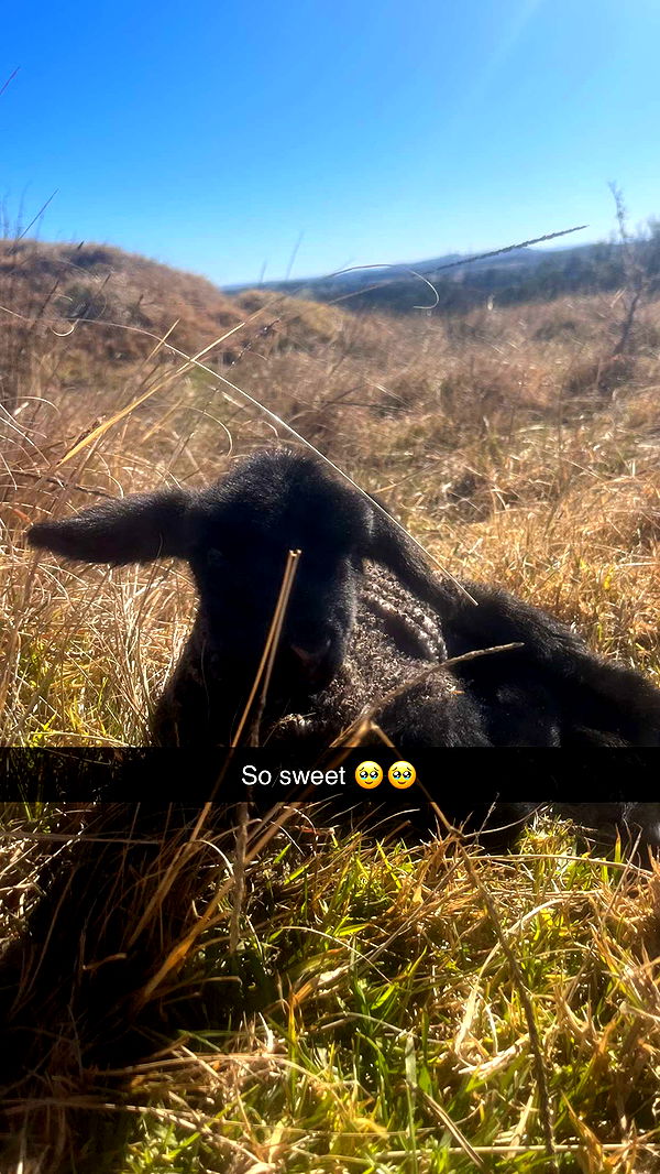 ppwyang0 image ~ Altpins