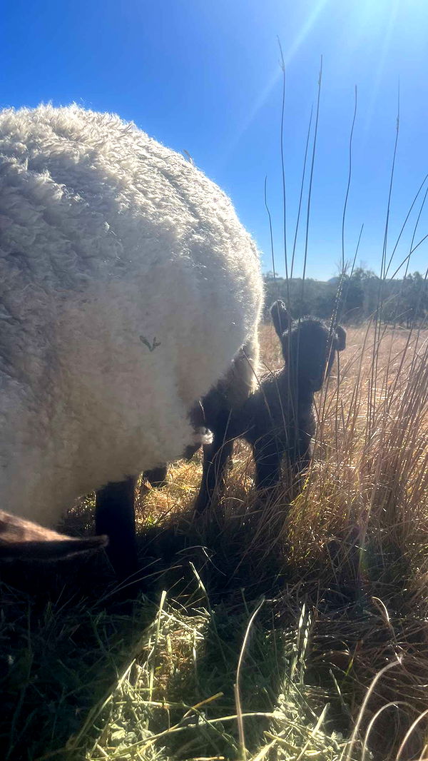 ppwyang0 image ~ Altpins